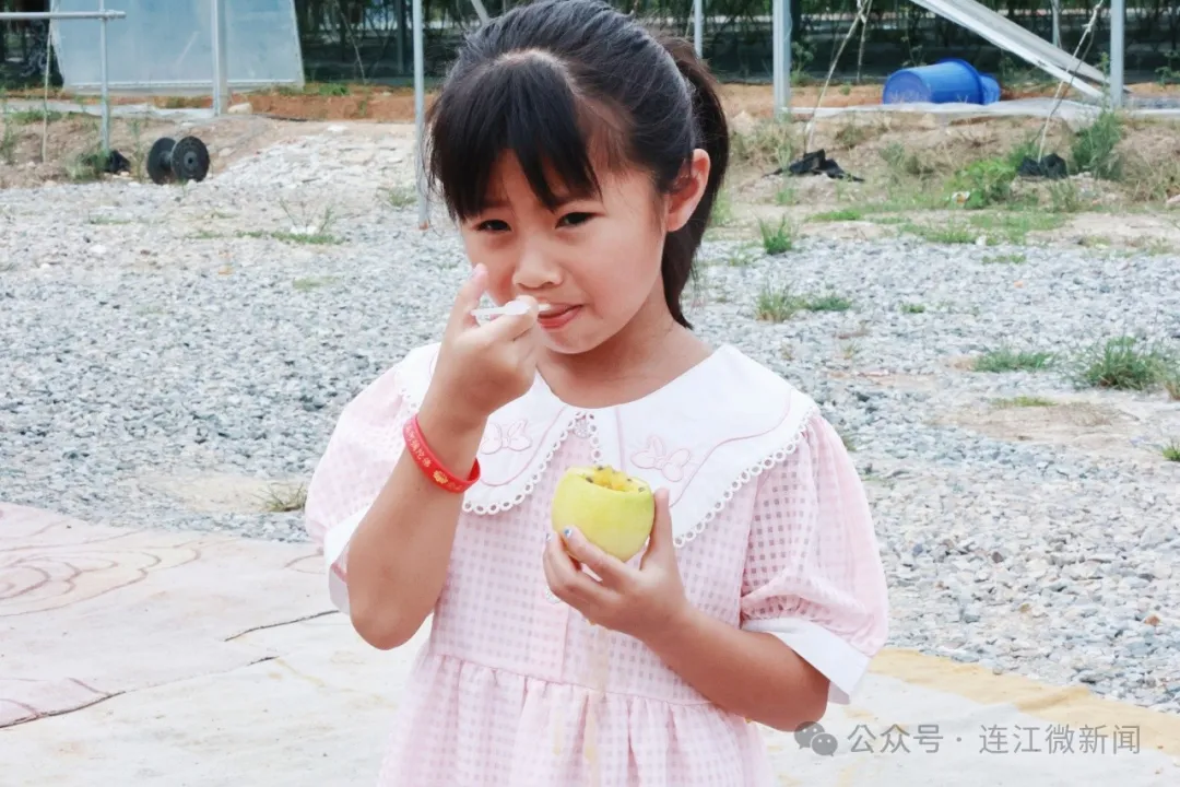 香甜如蜜！连江这里的“黄金果”成熟啦！