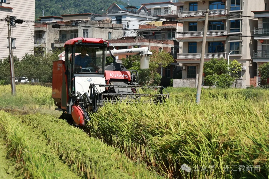 争分夺秒！连江抢收倒伏早稻