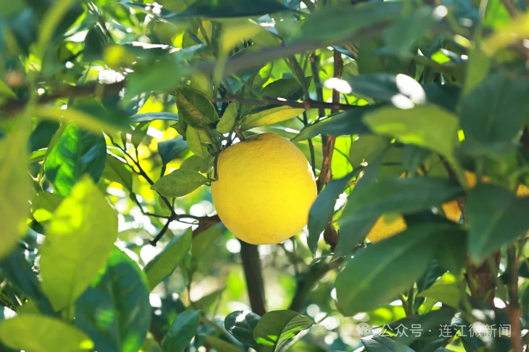 “橙”意满满！连江甜蜜上市！