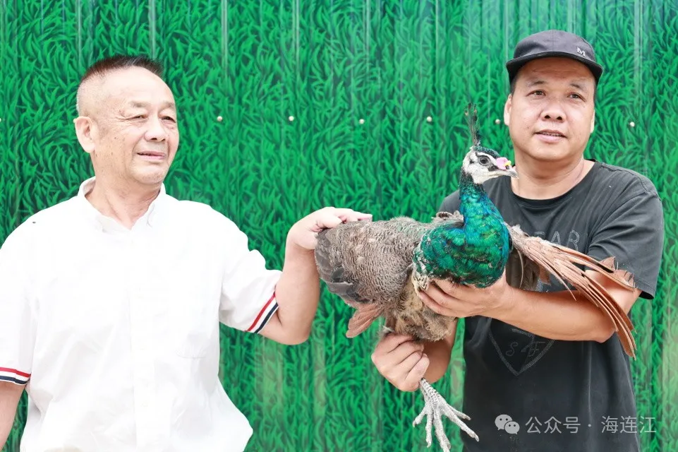 全县首家！上万只孔雀飞进马鼻！