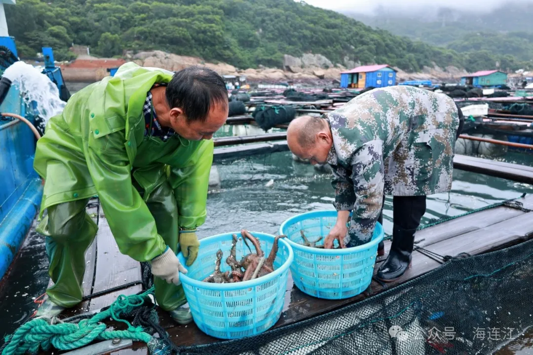 鲜！弹！脆！连江人有口福了，正大量上市！