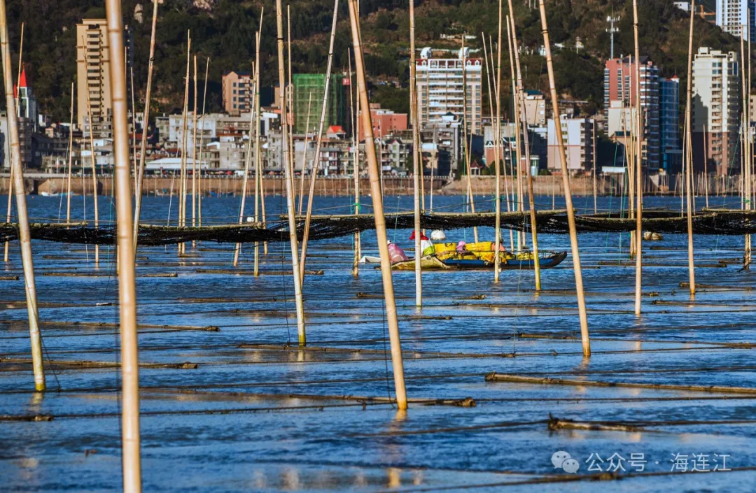 连江“头水”紫菜，终于出水上市了
