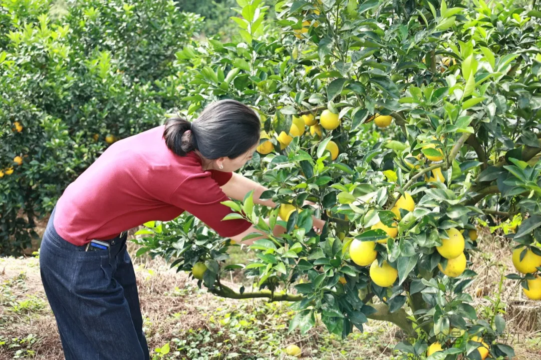 大量上市！又大又甜！连江人赶紧去摘