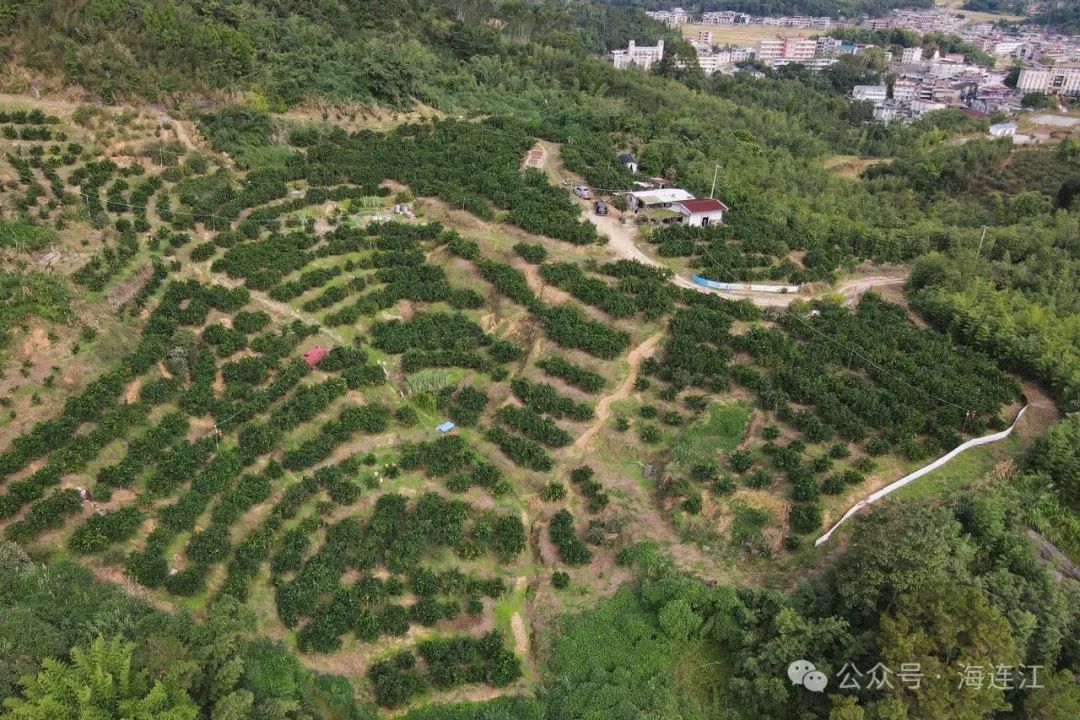 大量上市！又大又甜！连江人赶紧去摘