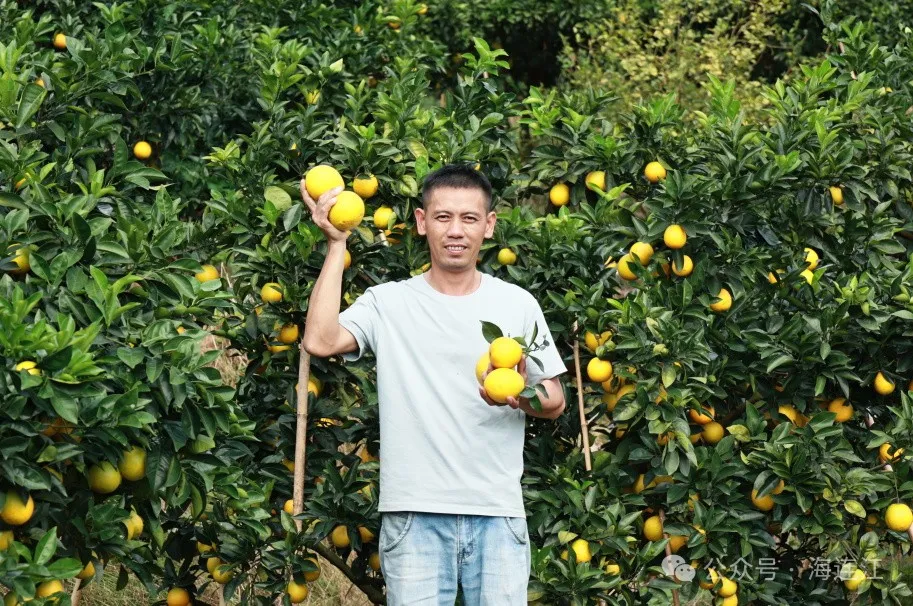 大量上市！又大又甜！连江人赶紧去摘