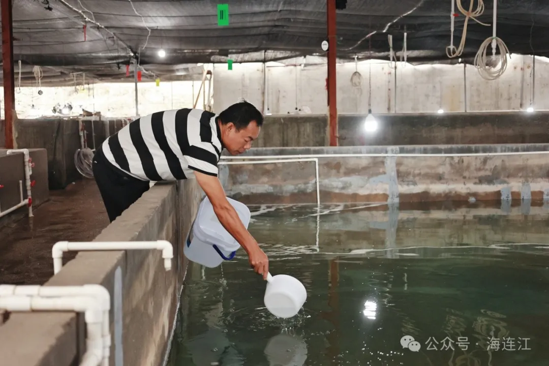 今天，百万尾“海中宝马”游进连江！