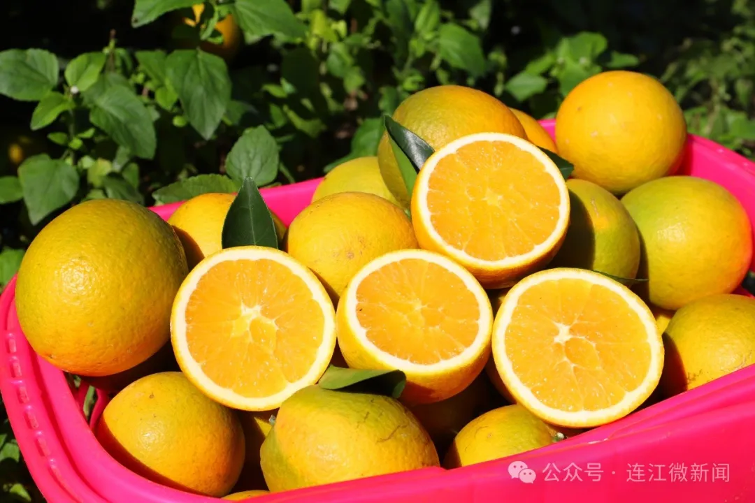 开摘了！连江甜蜜上市！