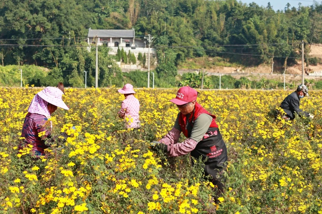 连江这片“黄金海”进入盛花期！