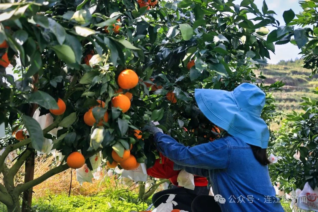 熟了！甜了！连江“红美人”已惊艳登场！