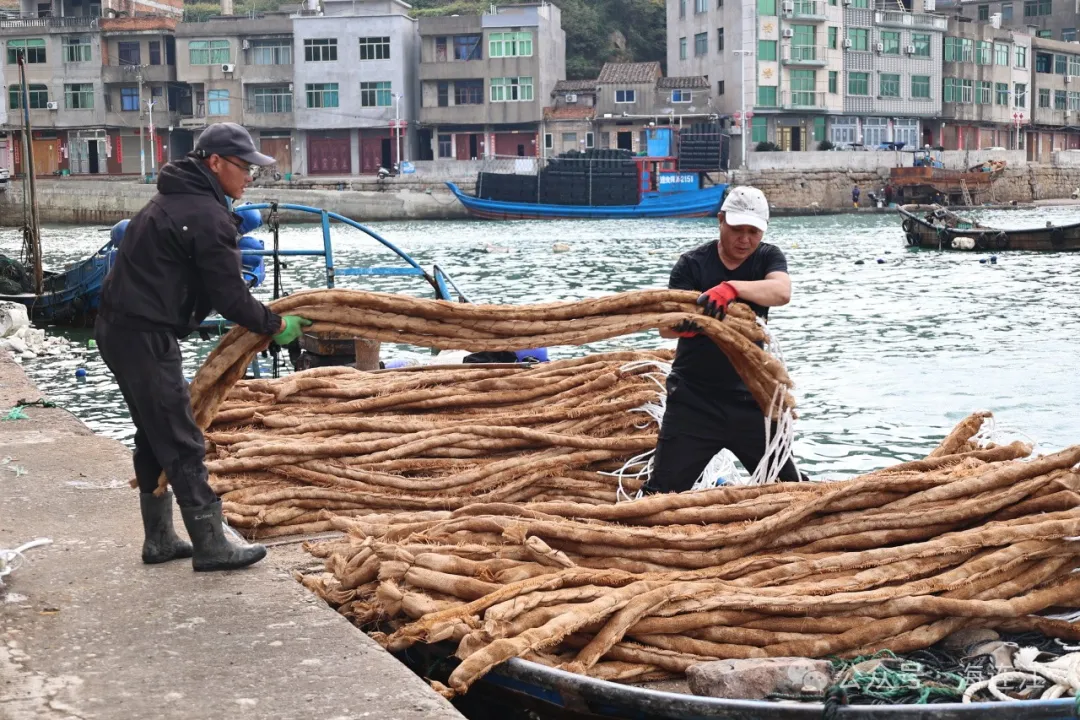 无需投喂！连江这里开始下苗了！
