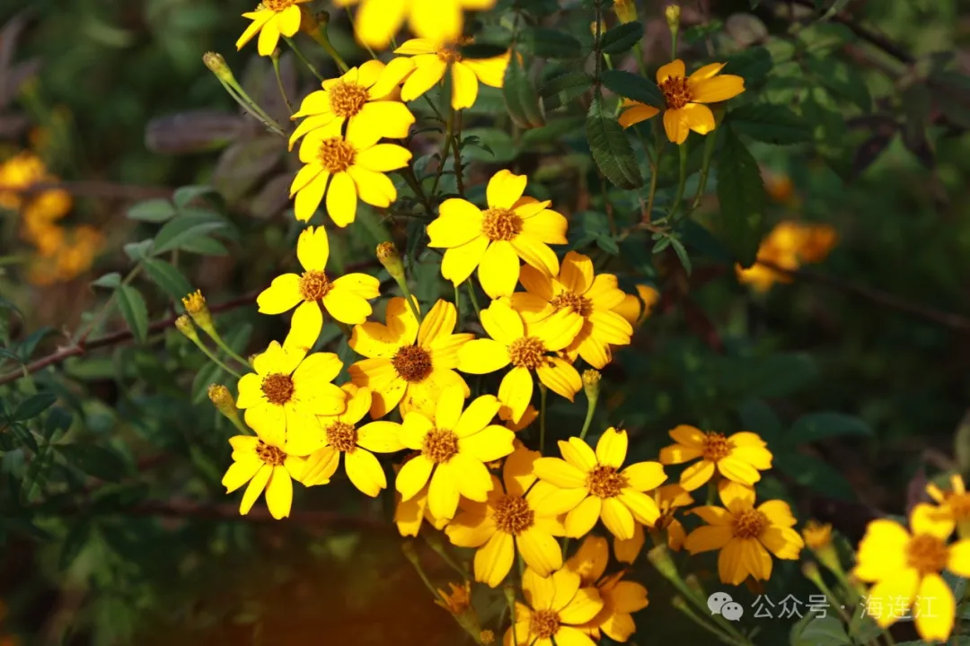 连江这片“黄金海”进入盛花期！