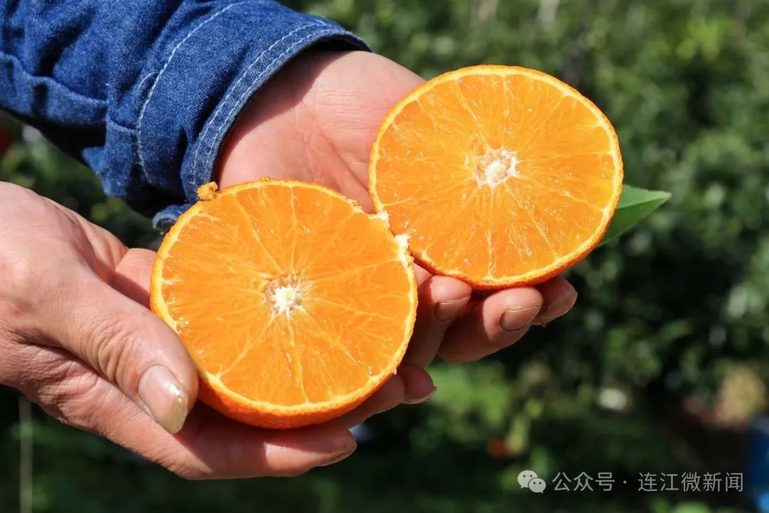 熟了！甜了！连江“红美人”已惊艳登场！