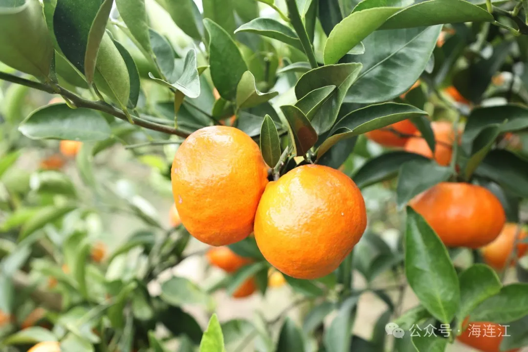 熟了！连江“冬”葡萄甜蜜上线！