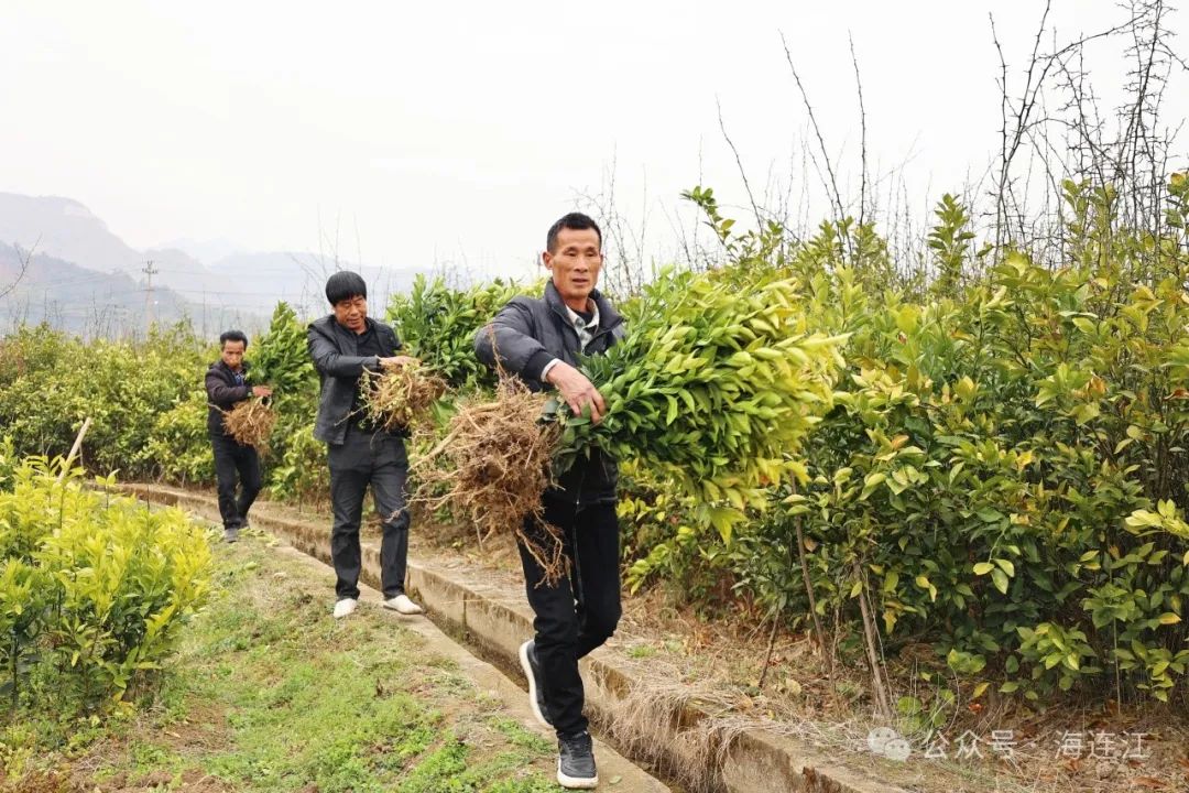 助力水果自由！连江这里大量出售→