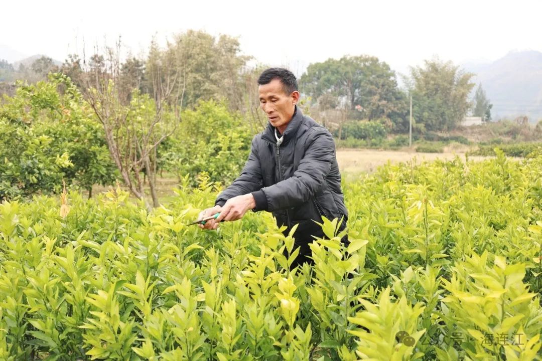 助力水果自由！连江这里大量出售→