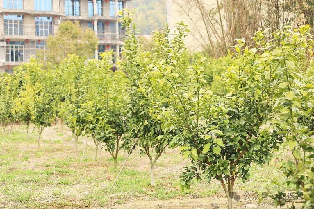 助力水果自由！连江这里大量出售→