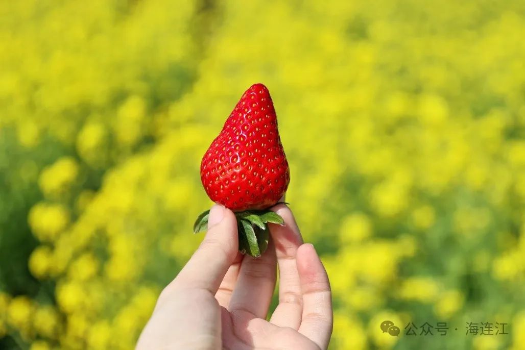 连江的草莓熟啦！红的、白的，快来摘→