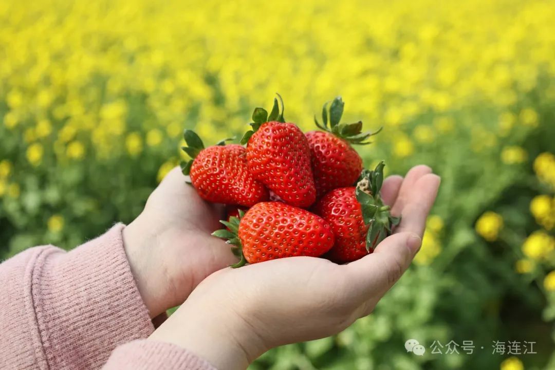 连江的草莓熟啦！红的、白的，快来摘→