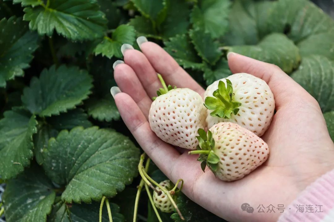 连江的草莓熟啦！红的、白的，快来摘→