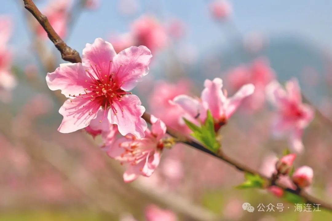 桃花 “炸场”，连江这里好热闹！