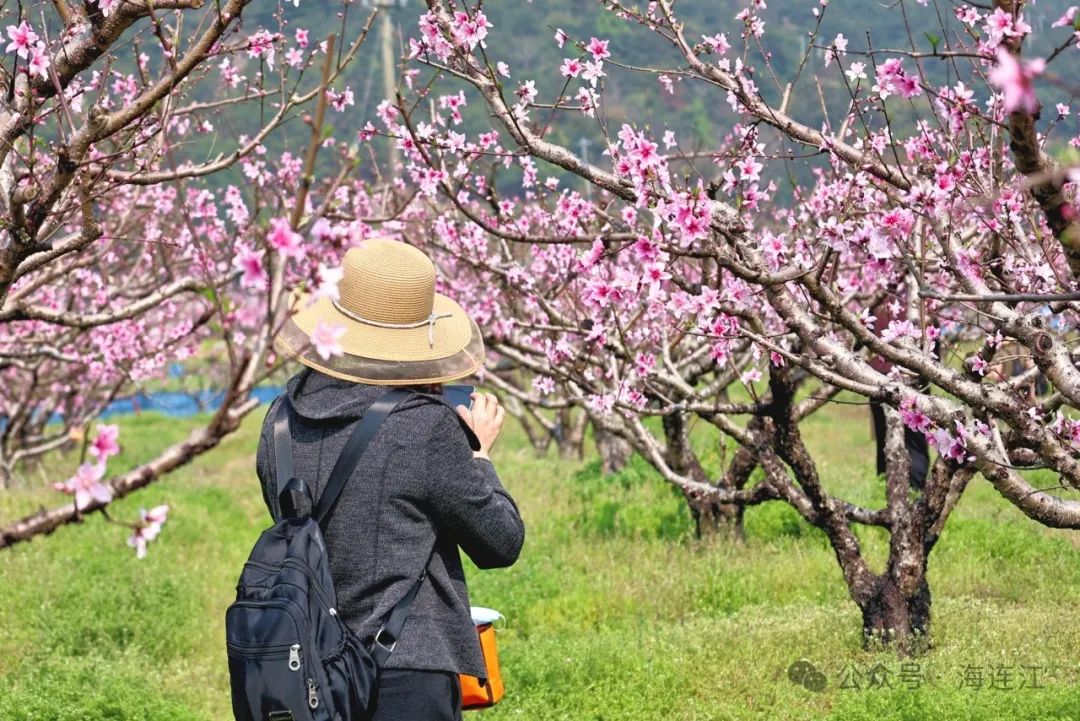 桃花 “炸场”，连江这里好热闹！