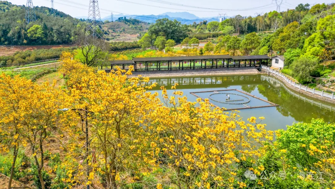“金”艳了连江的四月天！就藏在这里→
