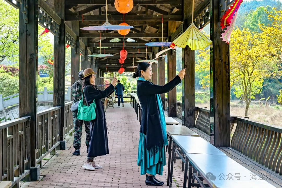 “金”艳了连江的四月天！就藏在这里→