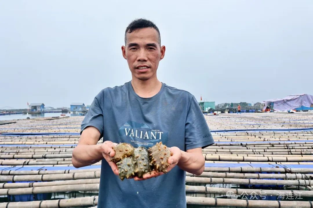 6000余万只！连江喊你吃海参啦！