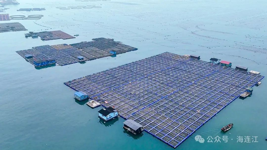 6000余万只！连江喊你吃海参啦！