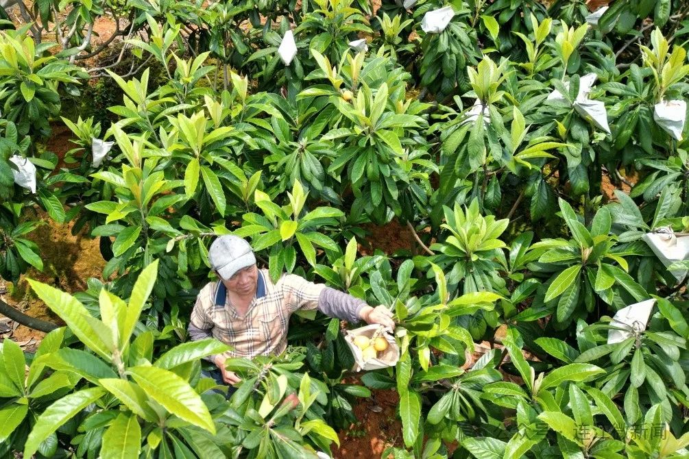 春日限定！连江人心心念念的这一口，正在上市→