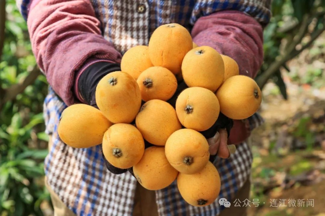 春日限定！连江人心心念念的这一口，正在上市→