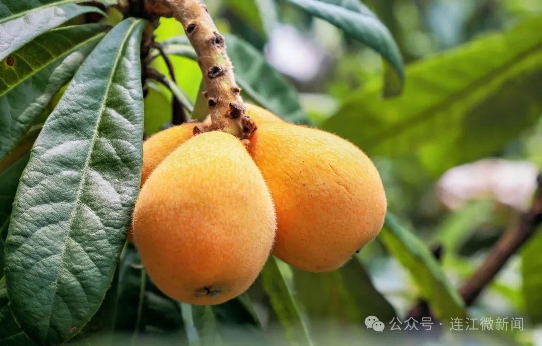 春日限定！连江人心心念念的这一口，正在上市→