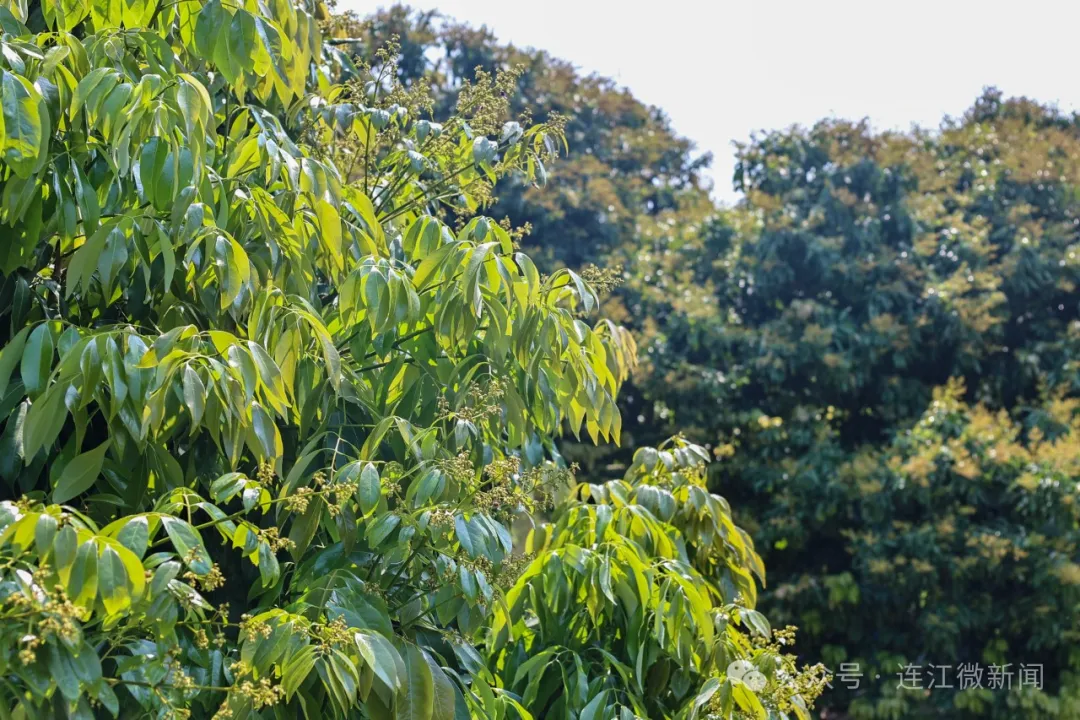 花开正当时！连江这里别有一番好“丰”景！