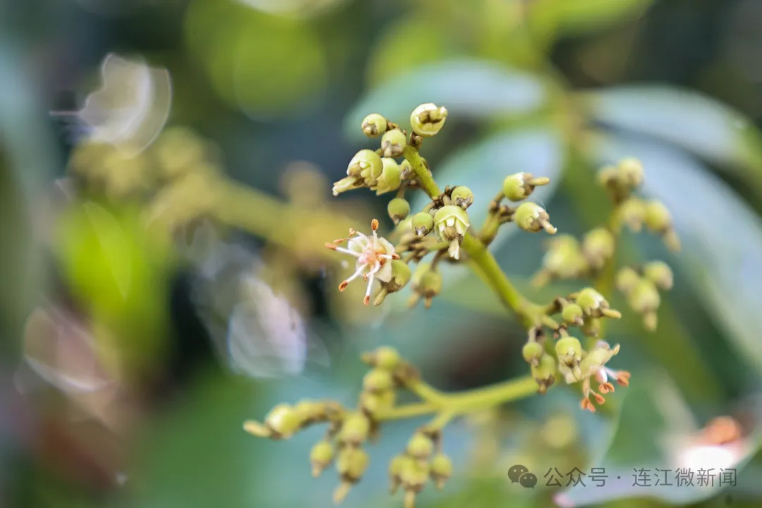 花开正当时！连江这里别有一番好“丰”景！