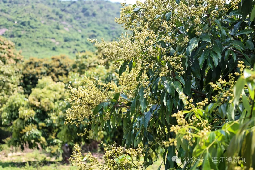 花开正当时！连江这里别有一番好“丰”景！