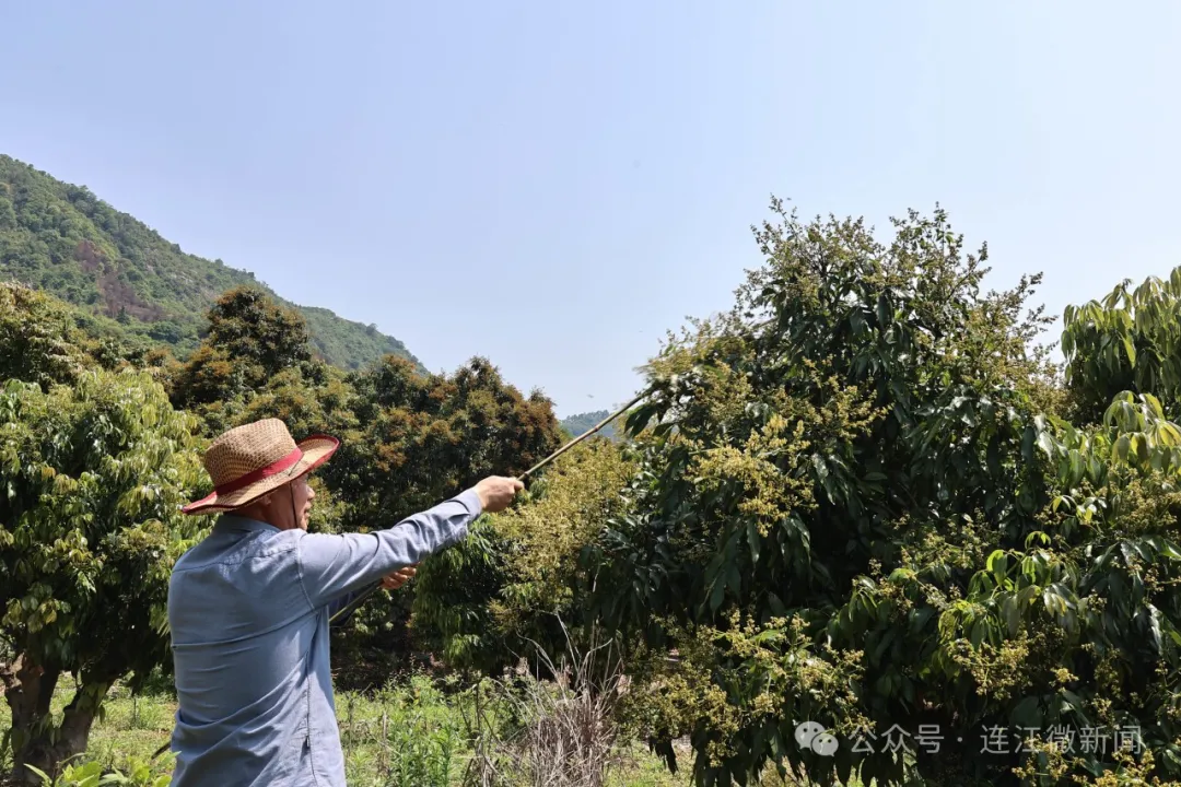 花开正当时！连江这里别有一番好“丰”景！