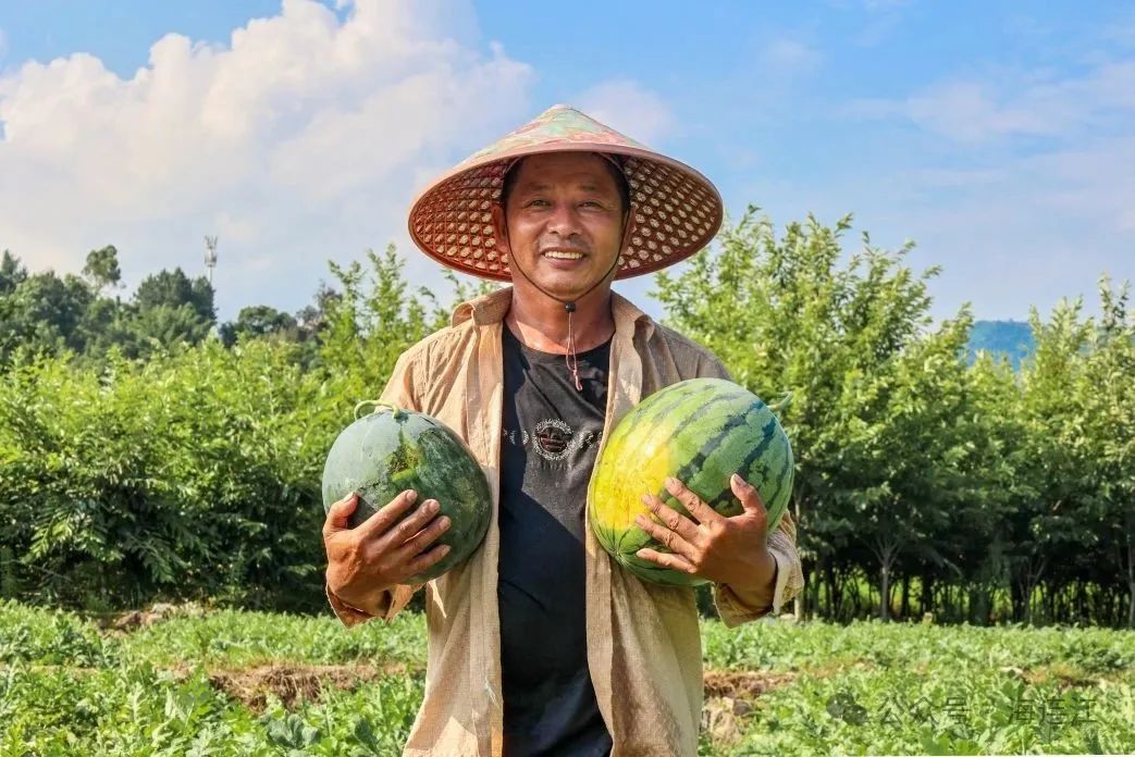 又甜又脆！连江人夏天的最爱，正大量上市→