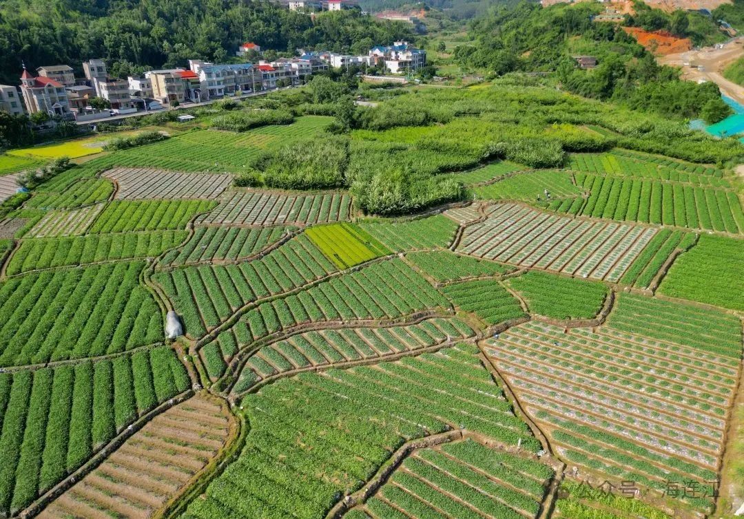 又甜又脆！连江人夏天的最爱，正大量上市→