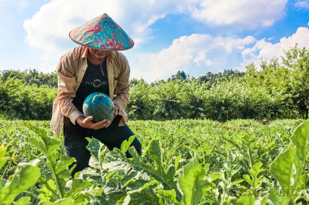 又甜又脆！连江人夏天的最爱，正大量上市→