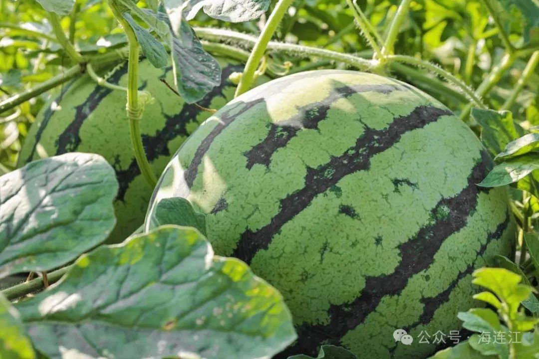 又甜又脆！连江人夏天的最爱，正大量上市→
