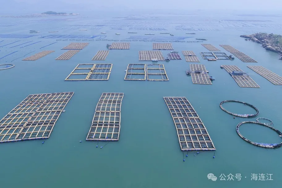 【网络中国节·中秋】肥美上市！连江“贵鱼”喜迎丰收