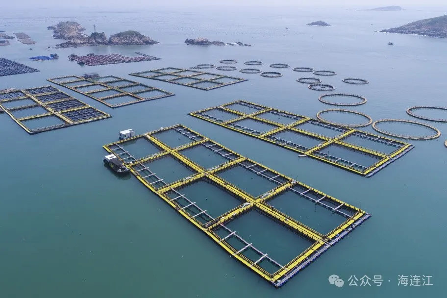 【网络中国节·中秋】肥美上市！连江“贵鱼”喜迎丰收
