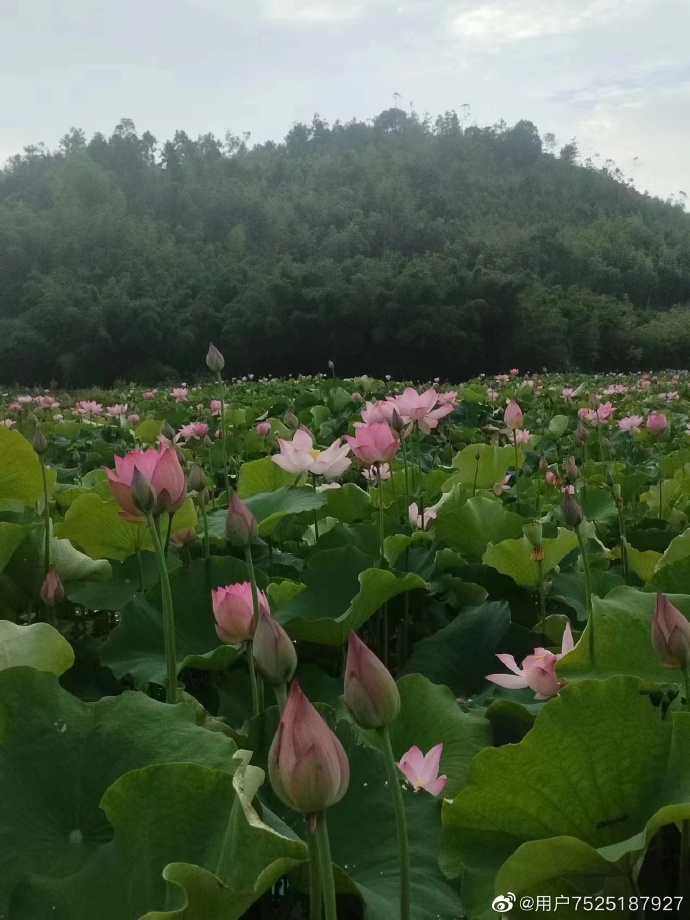 蓼沿乡朱公村荷花种植基地