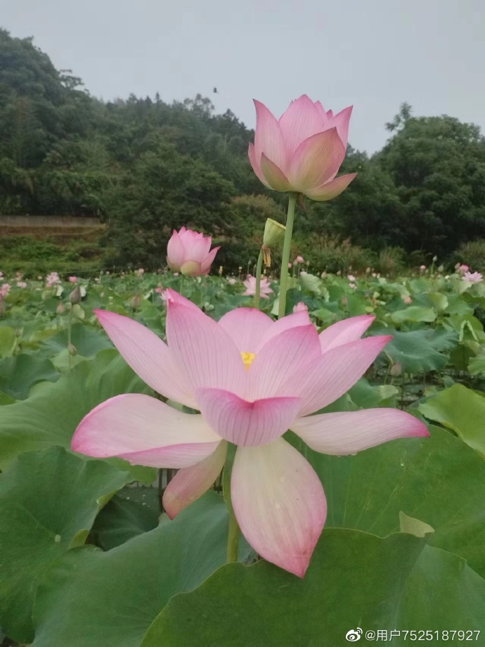 蓼沿乡朱公村荷花种植基地