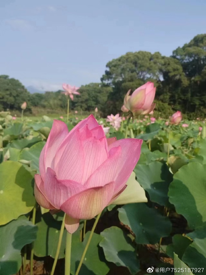 蓼沿乡朱公村荷花种植基地