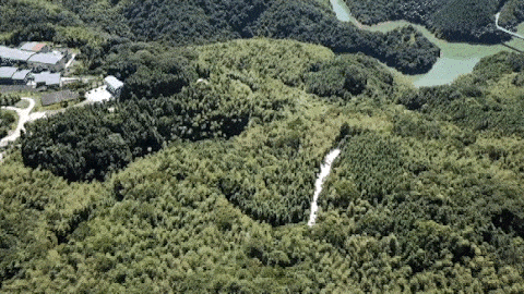 试种成功！连江这里开满“致富伞”
