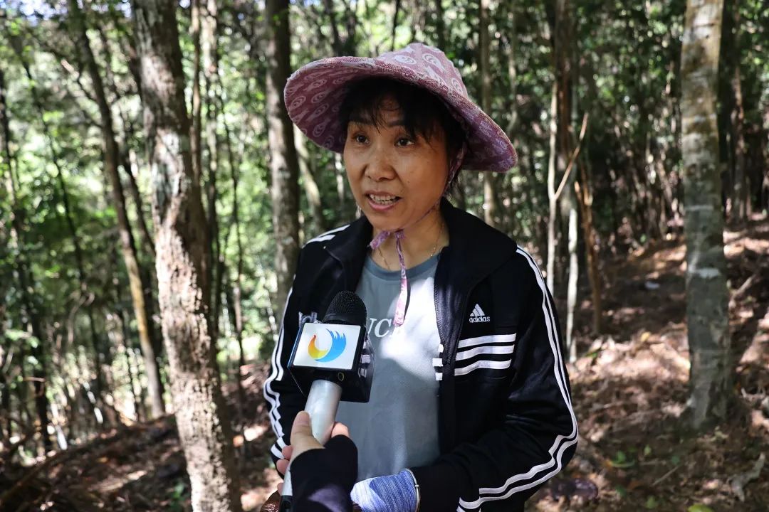 试种成功！连江这里开满“致富伞”