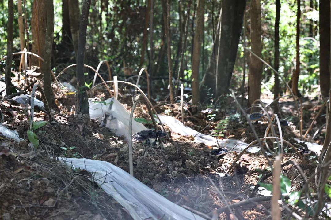 试种成功！连江这里开满“致富伞”