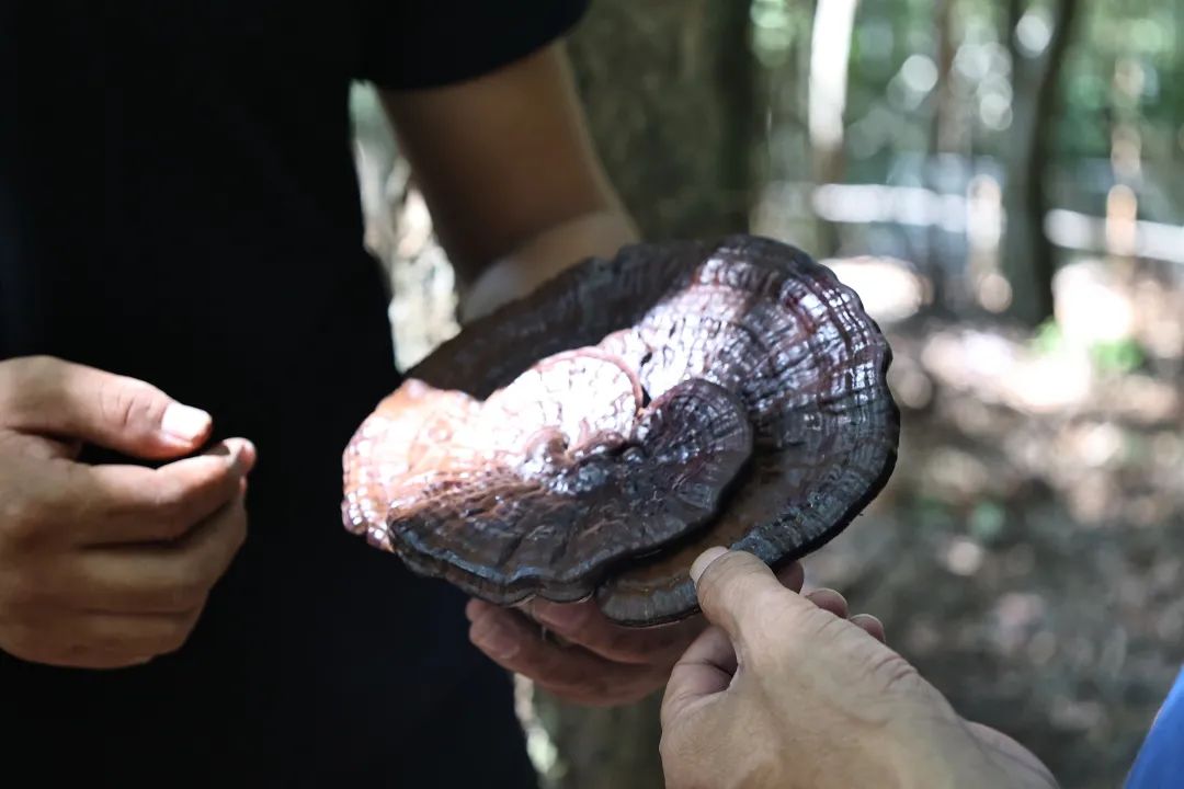 试种成功！连江这里开满“致富伞”