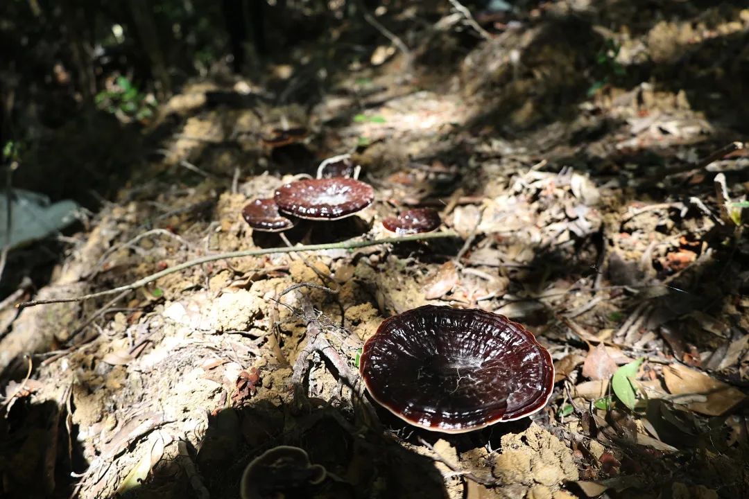 试种成功！连江这里开满“致富伞”